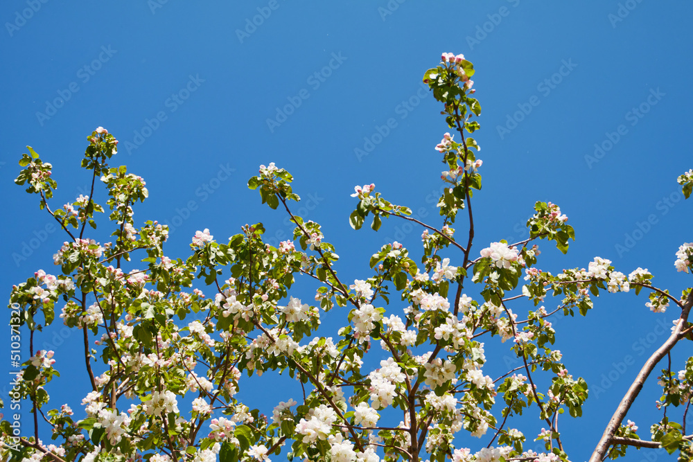 blooming tree in spring with flowers, nature background with sunlight bokeh
blooming tree in spring with flowers, nature background with sunlight bokeh