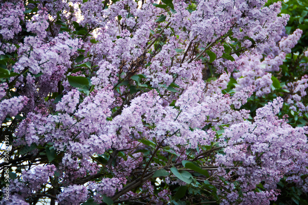 blooming lilac tree, nature background with sunlight bokeh