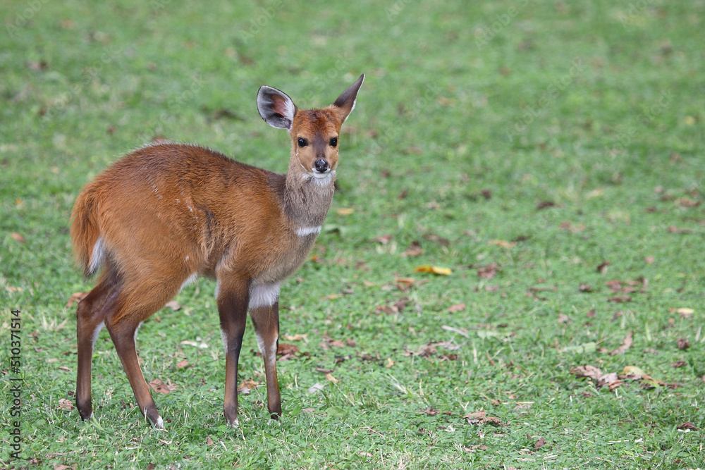 Buschbock / Bushbuck / Tregelaphus scriptus.