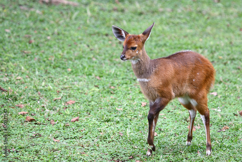 Buschbock / Bushbuck / Tregelaphus scriptus.