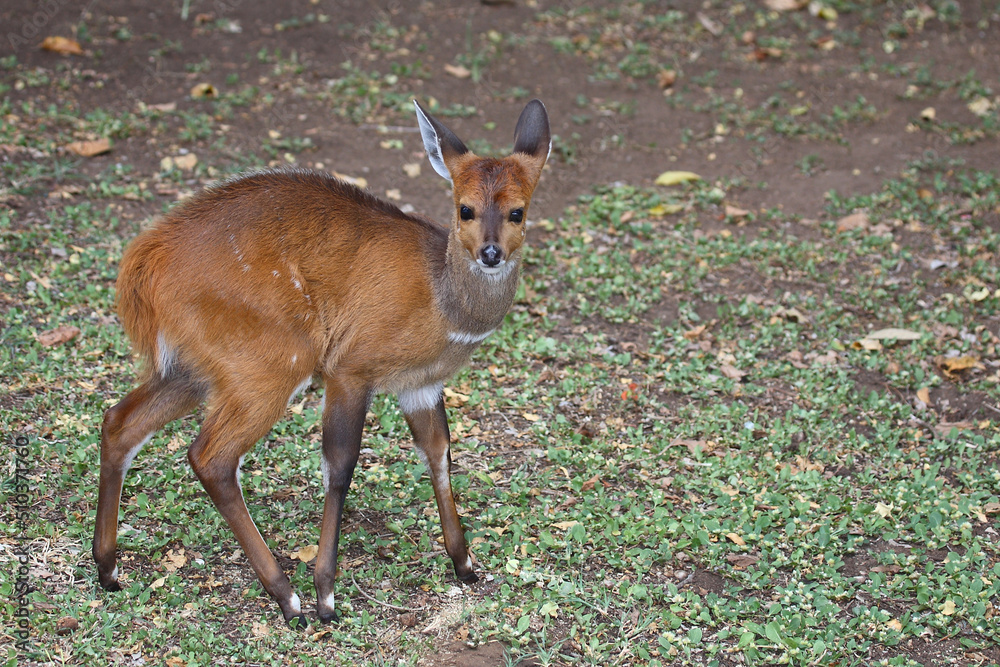 Buschbock / Bushbuck / Tregelaphus scriptus. Buschbock / Bushbuck / Tregelaphus scriptus.