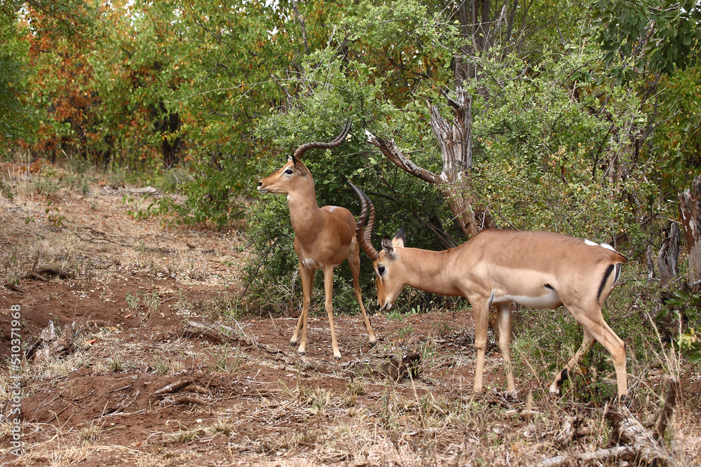 Schwarzfersenantilope / Impala / Aepyceros melampus. Schwarzfersenantilope / Impala / Aepyceros melampus.