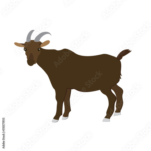 sheep vector for ead al adha, idul adha