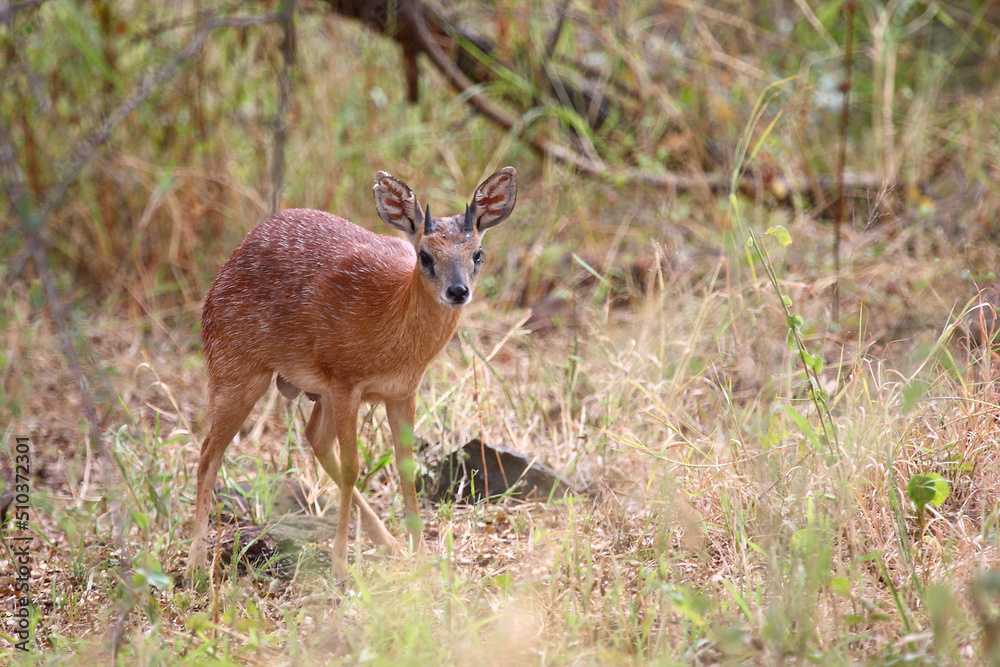Sharpe-Greisbock / Sharpe's grysbok / Raphicerus sharpei Sharpe-Greisbock / Sharpe's grysbok / Raphicerus sharpei