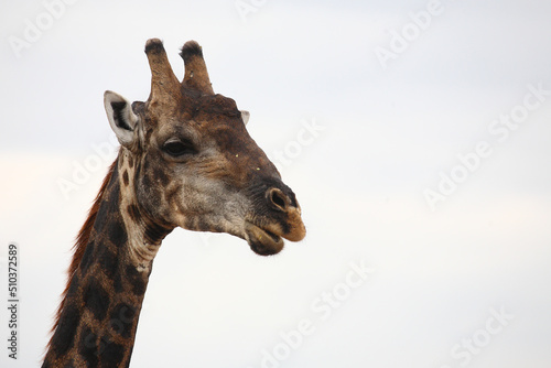 Photography Giraffe / Giraffe / Giraffa camelopardalis