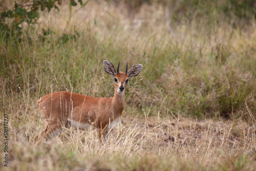 Afrikanischer Steinbock   Steenbok   Raphicerus campestris