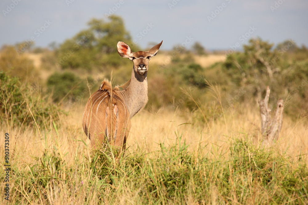 Fototapeta premium Großer Kudu / Greater kudu / Tragelaphus strepsiceros
