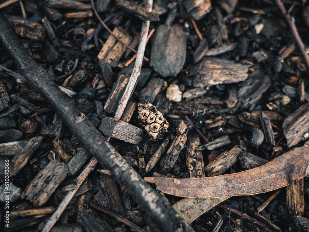 Forest floor Forest floor