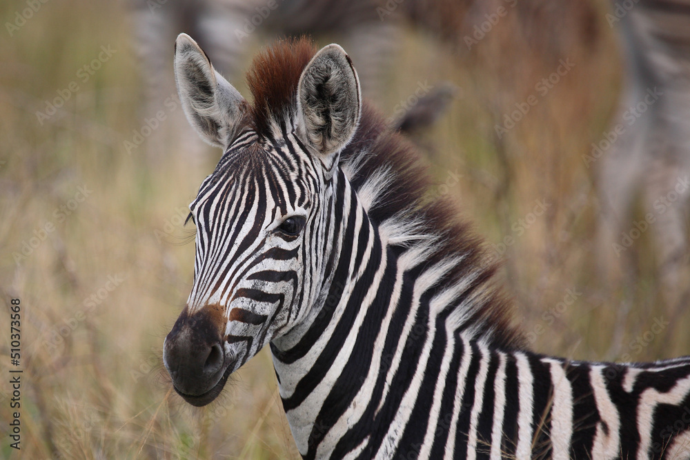 Naklejka premium Steppenzebra / Burchell's zebra / Equus burchellii.
