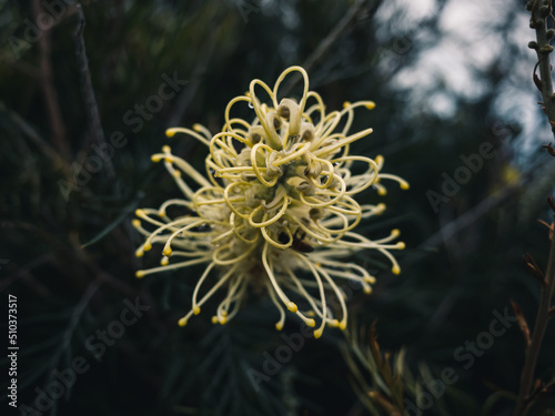 Grevillea flower