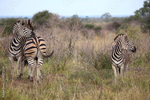 Steppenzebra   Burchell s zebra   Equus burchellii.