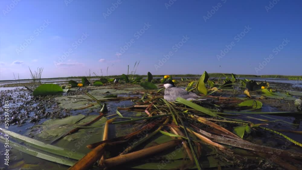 The water bird sits in its nest on eggs in middle of thickets in river delta. The water bird sits in its nest on eggs in middle of thickets in river delta.
