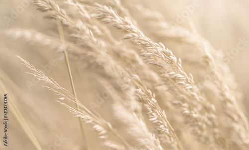 Dry Grass at summer