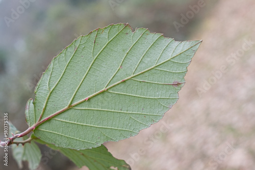 Spines on the leaf
