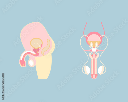 male reproductive system and sperm, internal organs anatomy body part nervous system, vector illustration cartoon flat character design clip art