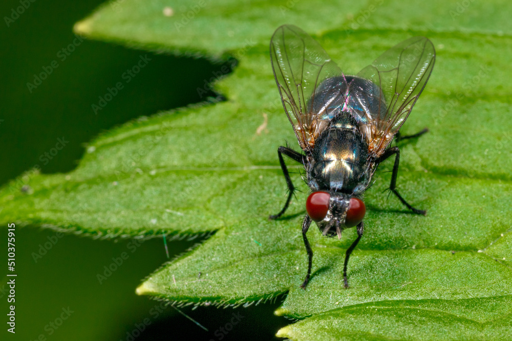 Naklejka premium Insect on the background of nature.