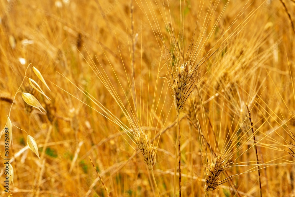 campo coltivato a grano antico triticom dicoccum detto anche farro pianta della famiglia delle Poaceae utilizzato nell'alimentazione umana fin dal neolitico campo coltivato a grano antico triticom dicoccum detto anche farro pianta della famiglia delle Poaceae utilizzato nell'alimentazione umana fin dal neolitico