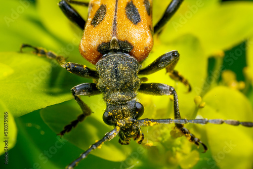 Insect on the background of nature.