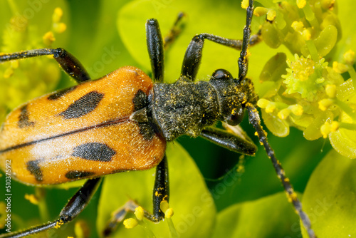 Insect on the background of nature.