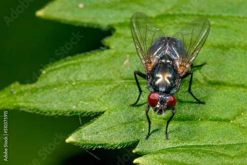Insect on the background of nature.