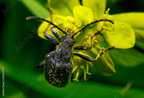 Insect on the background of nature.