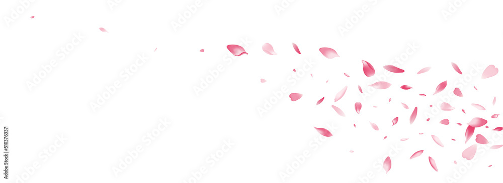 Pink Rose Petal Vector White Background. Color