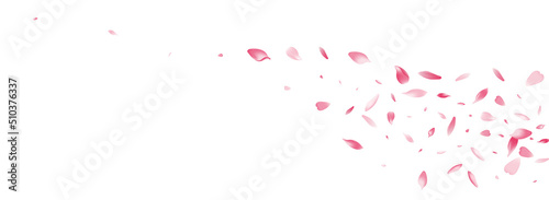 Pink Rose Petal Vector White Background. Color