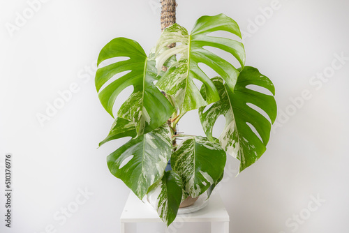 Beautiful varigated monstera and white background, white table. The concept of minimalism, nature lover, peaceful, and mediation. photo