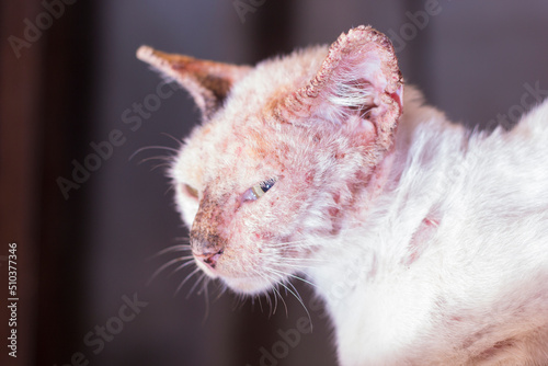 Quadro em tela Cat illustration, cat mange illustration, Sarcoptes scabiei