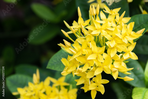 Fototapeta Naklejka Na Ścianę i Meble -  yellow jungle geranium in the garden with warm sunny in the morning. Scientific name is Ixora coccinea. yellow lxora flower of the woods among green leaves in the shrub
