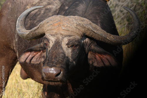 Kaffernbüffel / African buffalo / Syncerus caffer © Ludwig