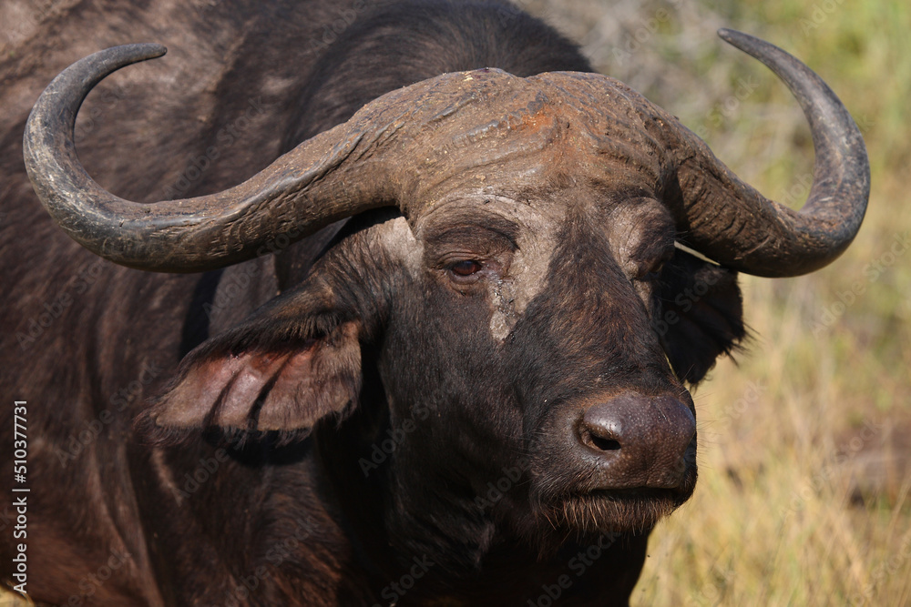Kaffernbüffel / African buffalo / Syncerus caffer Kaffernbüffel / African buffalo / Syncerus caffer