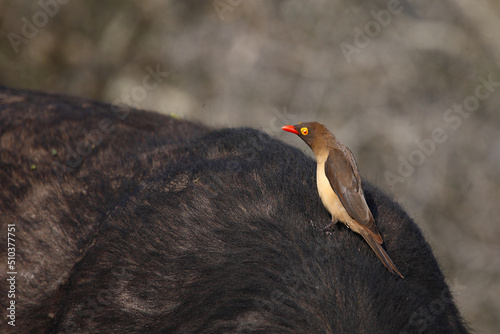 Rotschnabel-Madenhacker / Red-billed oxpecker / Buphagus erythrorhynchus photo