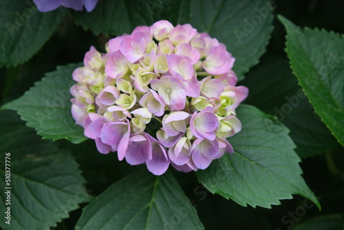 hydrangea, アジサイ, rainy season, Japanese, flower