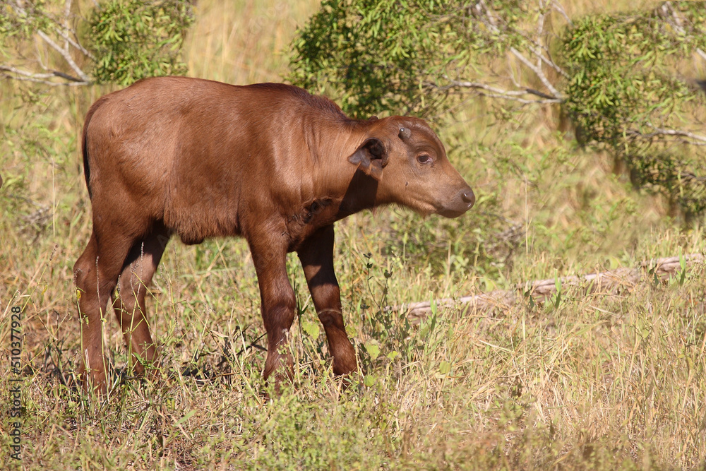 Kaffernbüffel / African buffalo / Syncerus caffer. Kaffernbüffel / African buffalo / Syncerus caffer.