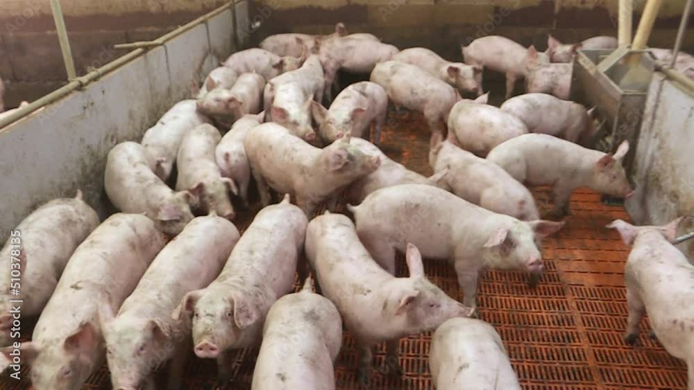 A pig farm with a large number of pigs. Modern agricultural pig farm A pig farm with a large number of pigs. Modern agricultural pig farm