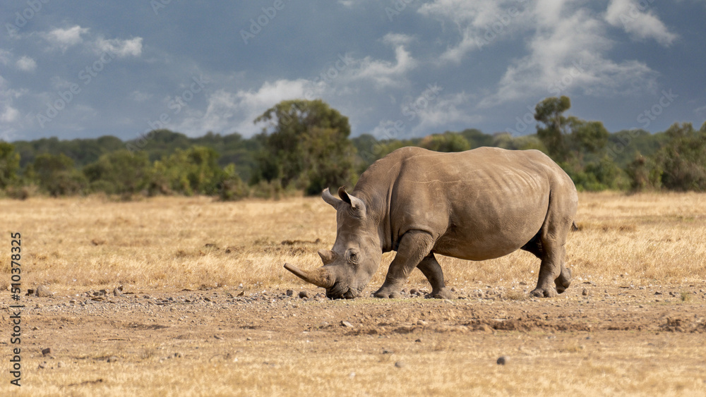 Fototapeta premium White Rhinoceros Ceratotherium simum Square-lipped Rhinoceros at Khama Rhino Sanctuary Kenya Africa.