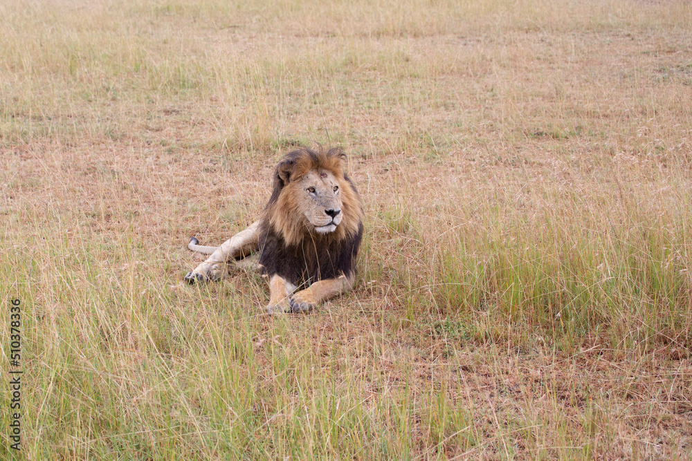 Fototapeta premium Beautiful Lion Caesar in the golden grass of Masai Mara, Kenya Panthera Leo.