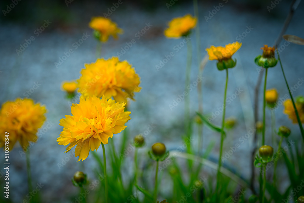 orange-yellow dandelion flowers in a wild field in Provence orange-yellow dandelion flowers in a wild field in Provence