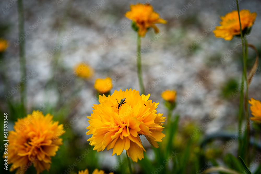 orange-yellow dandelion flowers in a wild field in Provence orange-yellow dandelion flowers in a wild field in Provence