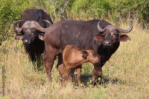 Kaffernb  ffel   African buffalo   Syncerus caffer.