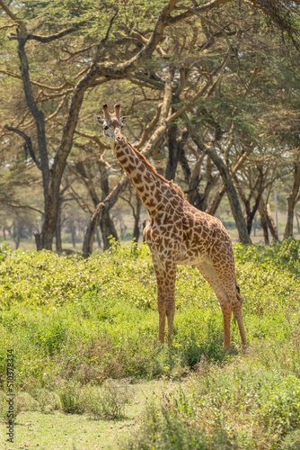 Giraffe in front Amboseli national park Kenya masai mara. Giraffa reticulata  sunset.