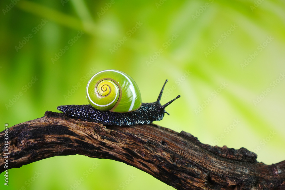 Cuban snail (Polymita picta) world most beautiful land snails from Cuba