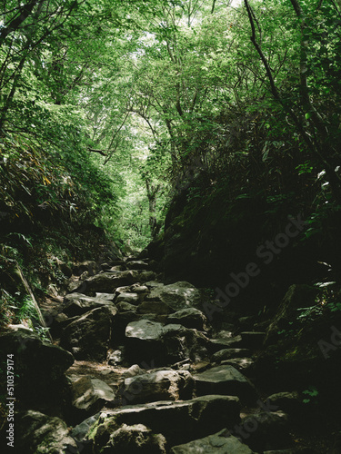 stream in the forest