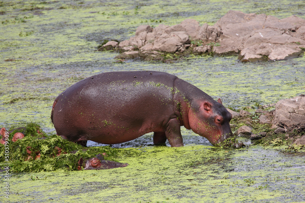 Flußpferd / Hippopotamus / Hippopotamus amphibius Flußpferd / Hippopotamus / Hippopotamus amphibius