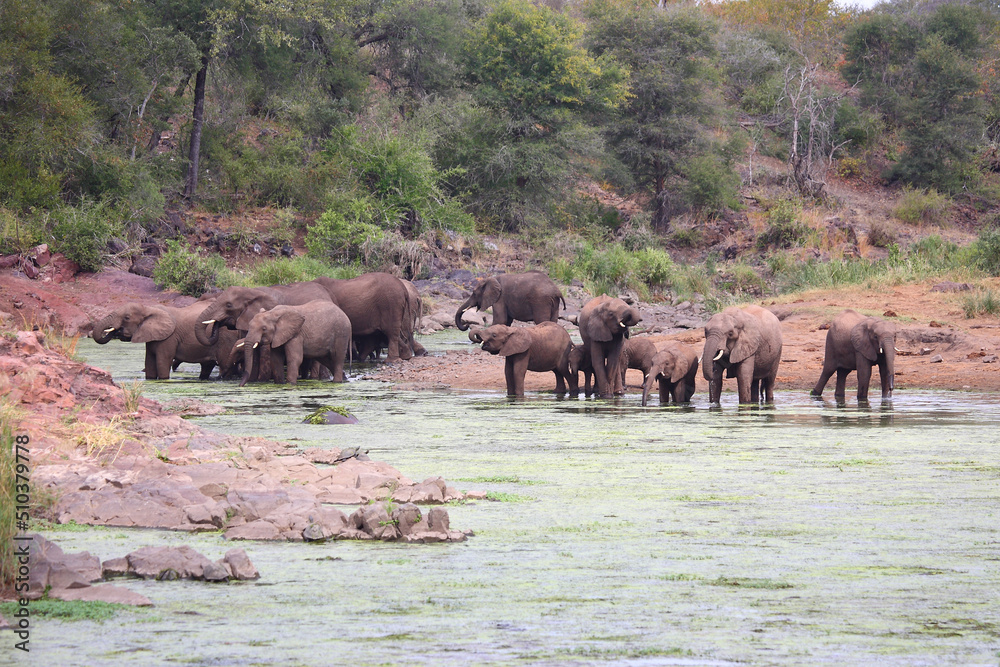 Afrikanischer Elefant im Sweni River / African elephant in Sweni River / Loxodonta africana. Afrikanischer Elefant im Sweni River / African elephant in Sweni River / Loxodonta africana.
