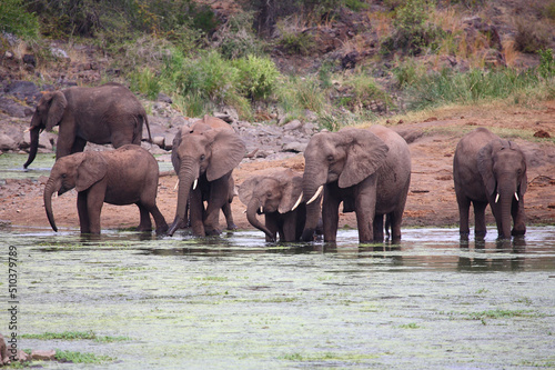 Afrikanischer Elefant im Sweni River   African elephant in Sweni River   Loxodonta africana.