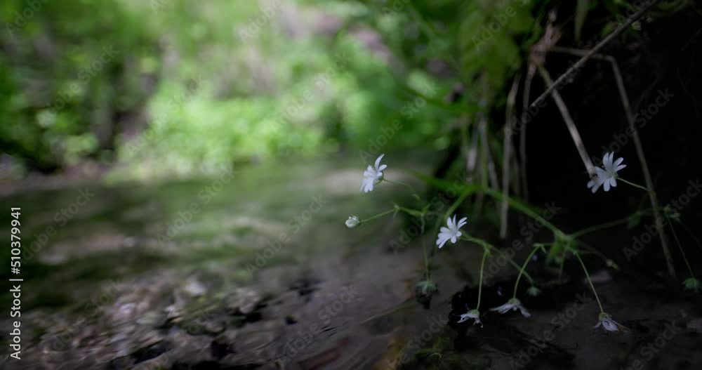 Forest stream. Clear sunny day. Forest stream. Clear sunny day.