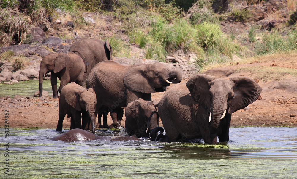 Afrikanischer Elefant im Sweni River / African elephant in Sweni River / Loxodonta africana. Afrikanischer Elefant im Sweni River / African elephant in Sweni River / Loxodonta africana.