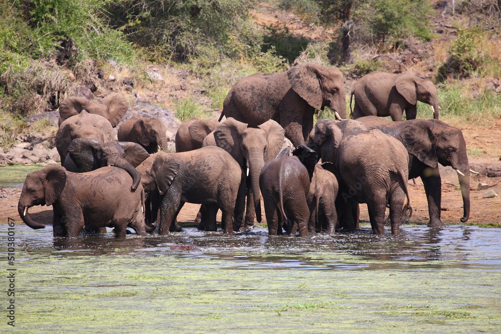 Afrikanischer Elefant im Sweni River / African elephant in Sweni River / Loxodonta africana.